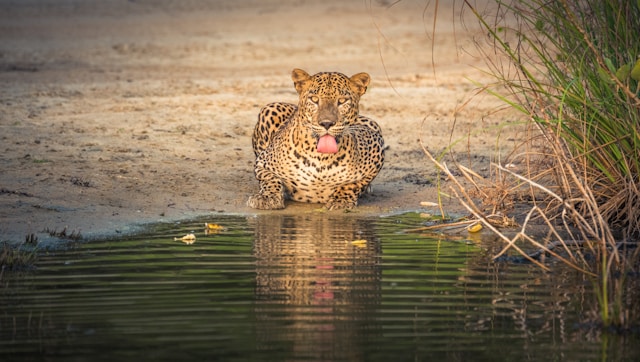 sri lanka yala